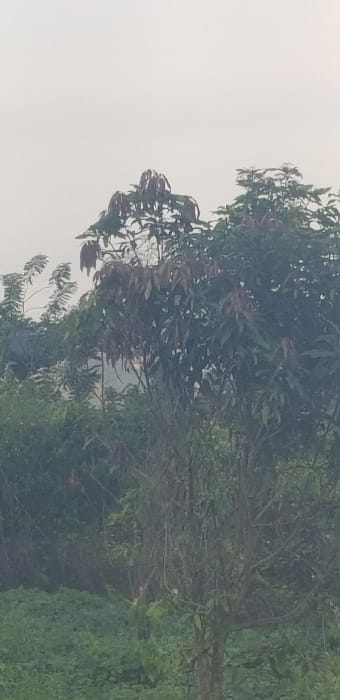 This image depicts an outdoor, natural scene in Ado-Ekiti, Nigeria, primarily composed of dense vegetation under an overcast sky. The upper third of the frame is occupied by a uniformly light gray, hazy sky. Below the horizon, the scene is dominated by various shades of green foliage. A prominent tree, possibly a mango tree, stands in the mid-ground, slightly right of the vertical center, exhibiting both mature dark green leaves and clusters of reddish-brown new growth at its canopy. Its brown trunk and branches are visible below the foliage. To the left and behind this central tree, a thick expanse of darker green trees and bushes forms a dense barrier. Through a gap in the foliage on the far left, a faint, light-colored structure with a discernible reddish-orange roofline or architectural detail is visible in the distant background, indicating proximity to human development. The lower foreground consists of low-lying, lighter green vegetation, consistent with undergrowth or ground cover. No people, animals, or specific actions are visible within the frame.