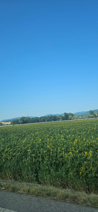 An outdoor, vertical, full shot captures a vibrant sunflower field under a clear blue sky. The field stretches across the frame, a dense tapestry of green stalks and bright yellow sunflower heads. In the distance, a line of trees forms a dark green border against rolling hills, which are partially obscured by a hazy atmosphere. The foreground shows a paved road and a strip of dry grass, suggesting the photo was taken from a roadside vantage point. The scene is likely located near Obišovce, Slovakia, a region known for its agricultural landscapes.