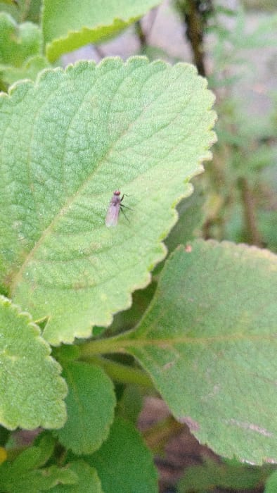 A small, dark-bodied fly with translucent wings and reddish eyes rests on the upper surface of a vibrantly green, textured leaf. The leaf features a distinctly crenate margin and visible reticulated venation, indicating a healthy plant. Surrounding leaves, similar in appearance, are present in the immediate foreground and blurred background, suggesting a natural outdoor environment. The overall scene is softly illuminated with no harsh shadows. This scene is located in Gesima ward, Kenya.