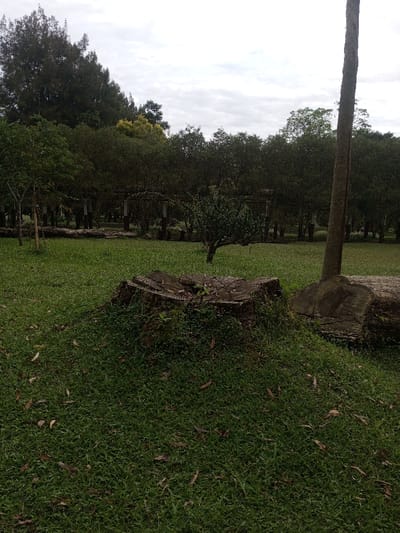 A grassy field contains a weathered tree stump adorned with greenery and fallen leaves. A solitary, upright trunk stands nearby, accompanied by a large log. In the background, a line of trees stretches across the horizon under a cloudy sky, with a pergola visible among them. The scene evokes a tranquil, natural setting.