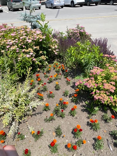 The image shows a flower bed with a variety of flowers in bloom, including pink and purple flowers along with orange and red marigolds. The flower bed is adjacent to a paved area, possibly a parking lot or street, where several cars are parked. The scene is outdoors, and the bright sunlight suggests it is daytime. The overall impression is one of a well-maintained garden area next to a functional urban space. The flowers appear healthy and vibrant, indicating favorable growing conditions. The flowers are the main subjects, with the cars and paved area serving as background elements. No people are visible in the image. The setting appears to be a public space, possibly a park, roadside, or commercial area, given the presence of parked cars. The colors of the flowers are varied and add visual interest to the scene.
