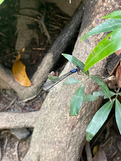 A blue-headed damselfly perches on a plant amidst forest floor debris, likely within the city of Nam Ninh Hoa, Vietnam. The plant's green leaves extend across the frame, partially obscuring a grey, textured object, possibly a rock or tree root. A single yellow leaf rests on the ground, surrounded by dark, organic matter. The damselfly's body is black with a distinctive blue head and thorax. Its wings appear transparent and are folded back along its body. The scene is captured with natural lighting, giving a slightly muted tone to the colors.