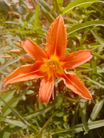 An orange lily in full bloom is centered in the frame, its six petals unfurled. The flower's stamens, tipped with yellow pollen, are visible in its center, along with a single pistil. The lily is surrounded by a backdrop of lush green foliage, suggesting an outdoor setting. The image appears to have been taken in a garden or natural area. This scene is located in Zaşağan, Kazakhstan.