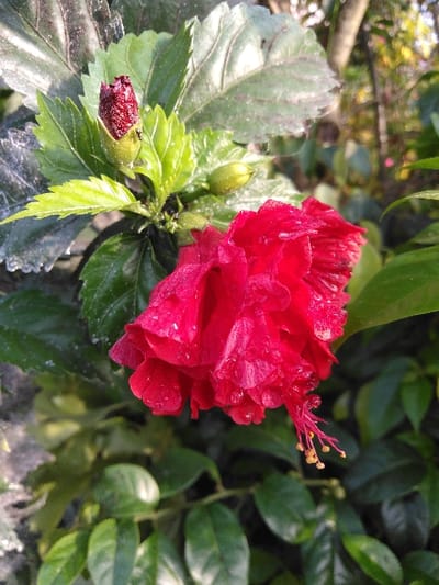 A close-up vertical photograph displays a red double-petal hibiscus flower, two hibiscus buds, and surrounding green foliage. The prominent red hibiscus flower, located in the lower-right quadrant, is adorned with numerous small water droplets on its petals. Its red pistil and stamens, featuring yellow anthers, extend downwards from the lower-right portion of the flower. In the upper-left quadrant, a partially open dark red hibiscus bud is visible, with two small black insects, identified as ants, present on its green calyx. A second, smaller, and closed green hibiscus bud is situated to the right of the partially open bud. The plant is characterized by various green leaves, some exhibiting visible veins and minor surface debris. The background is out of focus, showing blurred green and yellowish botanical elements under natural illumination. No human subjects or man-made structures are depicted. The scene is consistent with a natural outdoor environment, such as a garden, in a tropical climate; the specific location of Mouangkeo, Laos, is provided as contextual information but is not visually verifiable within the image.