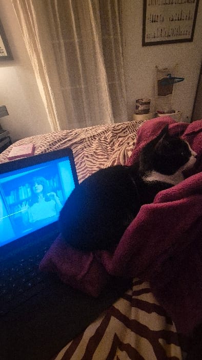 This image depicts an indoor scene, likely a bedroom in Châtelaillon-Plage, France. The primary subjects are a black and white tuxedo cat and an open laptop.
The cat is positioned on the right side of the frame, lying on a folded, dark magenta or purple textile or blanket. Its head is turned towards the right, away from the laptop screen. The laptop, black in color, is open on a bed covered with brown and beige zebra-print patterned bedding. Its screen displays a video, rendered with a blue tint, featuring a woman with dark hair in a light-colored top, standing in front of what appears to be a bookshelf. A white horizontal line, possibly a waveform or progress bar, is visible near the bottom of the video display. To the left of the laptop, on the zebra-print bedding, rests a small, rectangular pink object, possibly a book or case.
In the background, light-colored, vertically striped curtains are visible on the left side. On the wall in the upper right, a framed piece of art with an abstract or textual design is present. Below this artwork, on a small surface, multiple indistinct objects are arranged, including a cylindrical item with horizontal banding and another object with blue elements. The walls are light-colored and appear textured. The overall lighting is dim, with the laptop screen serving as a significant light source. The image exhibits a grainy quality.