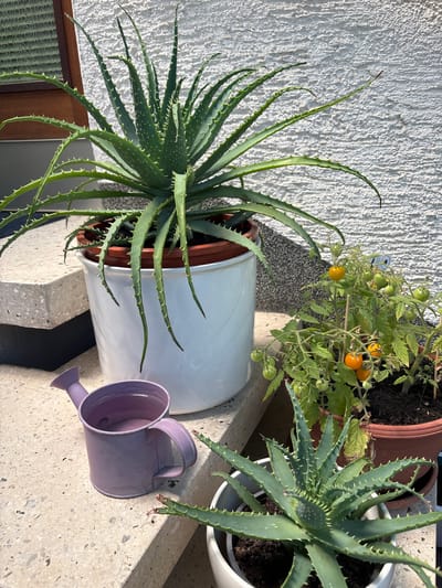 This is a close-up, eye-level, outdoor photograph taken in Wörth am Main, Germany. The image is oriented vertically, with the top of the frame to the left. The scene features several potted plants, including a large aloe vera plant in a white pot, a tomato plant with ripening fruit, and another aloe vera plant. A small, light purple watering can is placed on a concrete surface in the foreground.

The subjects are the plants and the watering can. The aloe vera plants are spiky with long, green leaves. The tomato plant has green and yellow tomatoes growing on it. The watering can has a handle and a spout.

The setting appears to be a patio or balcony, indicated by the concrete surface and the plants in pots. The background consists of a textured white wall. The lighting suggests it is daytime, with bright sunlight casting shadows, indicating a sunny day.

There is no visible text in the image. The overall mood is peaceful and domestic, highlighting a gardening scene.