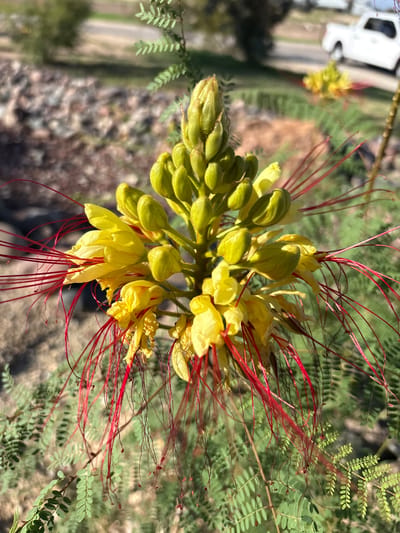 A close-up, eye-level outdoor shot captures a vibrant yellow flower with long, delicate red stamens in focus. The flower is part of a larger cluster with several green buds and some wilting yellow petals. The background is blurred, showing hints of rocky ground, green foliage, and a white pickup truck driving on a road in the distance. The scene is set in the city of Unknown, United States of America, under bright daylight conditions.