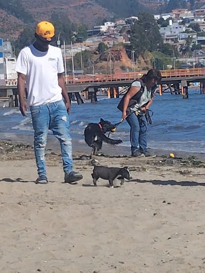 On a sandy beach, a man in a white t-shirt, ripped jeans, and a yellow hat stands beside a black dog and a small black and white puppy. To the right, a woman in a vest holds a leash attached to the black dog, which has a yellow ball in its mouth. The background includes a bridge-like structure over water, leading to a distant hillside covered with buildings and greenery.