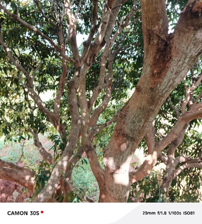 The image showcases a mature tree with thick, textured bark dominating the view. Sunlight filters through the foliage, creating dappled light patterns on the trunk and branches. The leaves are green and partially visible among the branches. A glimpse of undergrowth is visible in the background. Camera details including model name and some exposure settings are at the bottom of the image.