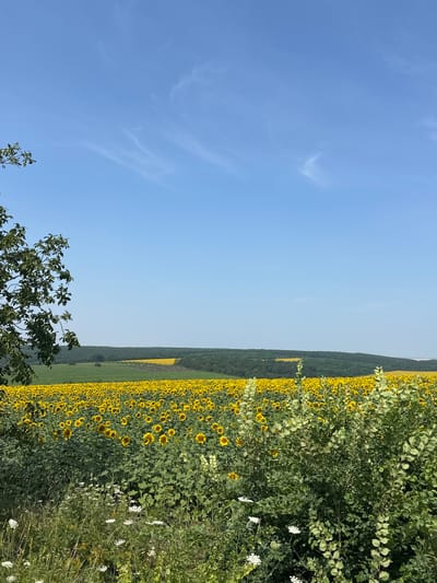 The image depicts a vast field of sunflowers under a clear blue sky with wispy clouds. In the foreground, there is an abundance of green foliage and white wildflowers. A large tree branch extends into the upper left corner of the frame. In the background, rolling hills covered in dark green trees form a treeline that separates the sunflower field from the sky. The sunflower field stretches across the landscape, with some distant fields of yellow visible on the horizon. The scene appears to be a rural landscape in Piscărești, Moldova, characterized by its agricultural beauty and natural scenery. There are no people or animals visible in the image.