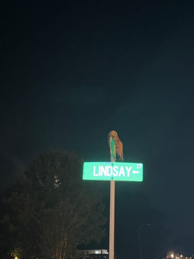 A barred owl is perched on a street sign for Lindsay Court in Elizabeth City, United States. The sign is illuminated green with white lettering. The owl is facing to the left with its head turned slightly to the right, displaying its striped chest and patterned wings. It is a dark night, with a dark sky and a silhouette of a tree to the left of the frame. A streetlamp is visible in the lower right corner.