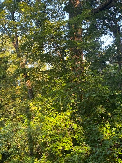 The image captures a close-up view of tree branches and foliage, with a prominent horizontal tree trunk in the mid-ground. The leaves are lush and green, with some areas illuminated by bright sunlight, suggesting it is daytime. The lighting creates a dappled effect, with some leaves appearing backlit and translucent. The texture of the bark on the tree trunk is rough and shows signs of age. The scene is dominated by shades of green and brown, with hints of blue sky peeking through the dense canopy. No people or specific objects are visible, only the natural elements of the trees. The composition, with branches and leaves filling the frame and the trunk cutting across, gives a sense of being enveloped by the trees. The overall impression is one of a serene and natural environment, possibly a park or a wooded area. The image's orientation is rotated, with the horizon appearing vertical. No text is visible.