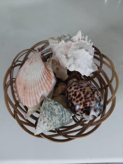 A woven basket, made of light brown reeds, holds a collection of seashells and small stones. The basket is positioned on a white surface, possibly a table or countertop, with a soft, diffused light casting gentle shadows.
Inside the basket are several distinct seashells:
* A large, white, intricate shell with ruffled edges, pinkish hues in its crevices, and a textured, almost coral-like appearance.
* A smooth, round shell with a distinctive pattern of dark brown spots on a creamy beige background, resembling a tiger's eye.
* A cone-shaped shell with a pale green and grey speckled surface, exhibiting a rough, weathered texture.
* A fan-shaped shell, predominantly white with delicate pink veining and fine radial ridges.
Beneath and around the shells, small, smooth pebbles in various shades of beige and grey are visible. The overall scene is a still life arrangement, showcasing natural objects in a decorative display. No people, text, or specific time of day indicators are present. The setting appears to be indoors, with a neutral and uncluttered background.