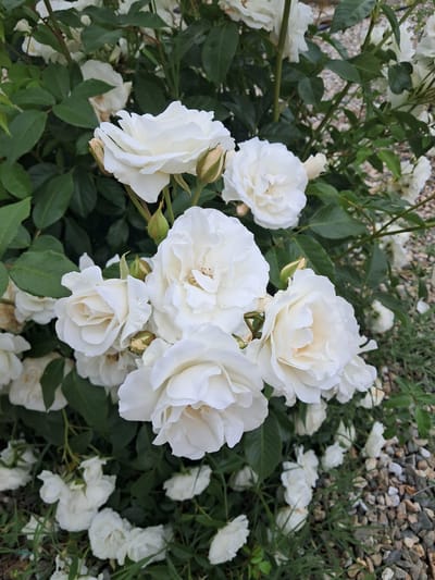 The image presents a close-up view of a bush laden with white roses. The roses vary in stages of bloom, from tightly closed buds to fully opened blossoms. The petals are delicate and show subtle variations in texture. Surrounding the roses are dark green leaves, providing a contrasting backdrop. In the background, there is an out-of-focus area featuring small pebbles and grass, possibly indicating a garden or outdoor setting. The image does not contain any information about Marino Pole, Bulgaria, or any specific location.