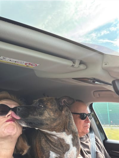 The image captures an intimate moment between a woman, a dog, and a man inside a car. The woman, wearing sunglasses and lipstick, is leaning forward as the dog licks her face. The man, also wearing sunglasses, is seated in the driver's position, looking ahead. The car's interior is visible, including the ceiling with an airbag warning sticker and a sunroof. The background shows a glimpse of the exterior, suggesting they are on a road. The lighting indicates it is daytime. The location is specified as Nowa Gorzelnia, Poland.