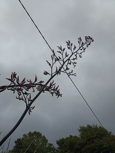 A low-angle, full-frame shot captures a stark, cloudy sky dominating the upper portion of the image. A thin, dark wire diagonally bisects the sky from the upper left to the lower right. Silhouetted against the overcast sky, a thin, dark branch from a flax plant extends from the lower left and curves upwards, its bare, reddish-brown seed pods clustered at the ends. The plant's structure creates a delicate, skeletal contrast with the heavy sky. In the lower portion of the frame, the tops of lush green trees are visible, suggesting a natural environment beneath the dramatic sky. The scene is devoid of people and any immediate action, offering a still, atmospheric view. The provided location is Annagry, Ireland.
