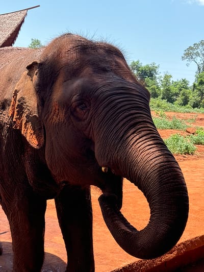 A close-up, eye-level shot captures the head and trunk of a large, dark-skinned elephant. The elephant's skin is deeply wrinkled, with visible folds and creases, particularly around its trunk and forehead. The animal's right ear is prominent, with some orange-tinted skin visible inside. Its eye is open, and a portion of a tusk is visible near its mouth, which is partially obscured by its trunk. The elephant's trunk curls downwards, with its tip resting near the ground.

The background consists of a reddish-orange dirt ground, sparsely covered with green vegetation. In the far distance, lush green trees form a dense line against a bright blue sky with scattered white clouds. To the upper left, a thatched-roof structure is partially visible, suggesting an outdoor enclosure or shelter. The lighting indicates it is daytime, with sunlight casting shadows and highlighting the texture of the elephant's skin. The scene appears to be an outdoor sanctuary or a wildlife park. The image does not contain any elements that indicate the specific location within Xiuying District, China.