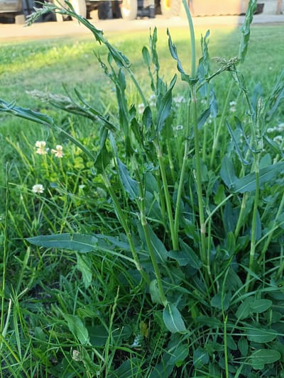 The image is a close-up of a patch of tall, green weeds and grass growing in a field. In the background, a blurred image of a tractor and a wooden structure is visible, suggesting an outdoor, possibly rural setting. The lighting indicates it's daytime. The camera angle is low, focusing on the plants and their stalks and leaves. The environment appears to be a grassy area with some small, pale flowers interspersed among the weeds. There are no people or animals visible in the image.