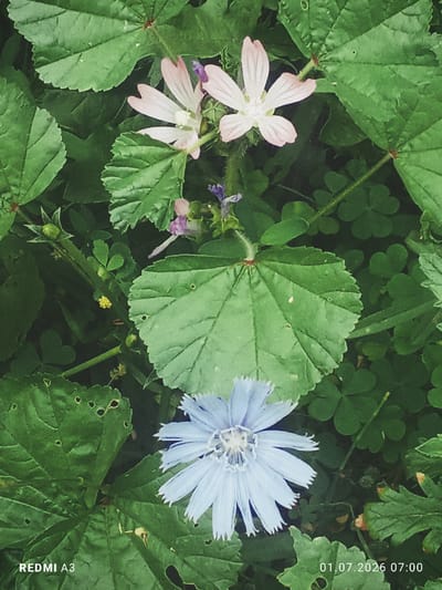 This image captures a close-up view of wildflowers and leaves in an outdoor setting. The dominant colors are various shades of green from the foliage, with delicate pink and light blue flowers providing contrast. The pink flowers have five petals, while the blue flower is a composite bloom with many ray florets. Small, clover-like leaves are visible in the background. The overall impression is one of natural, untamed vegetation, possibly in a park or a less manicured area. There are no people or signs of human activity other than the text overlays indicating "REDMI A3" and "01.07.2026 07:00", suggesting it's a photograph taken with a Redmi A3 phone on July 1, 2026, at 7:00 AM. No specific location in Кабиробод, Tajikistan can be determined from the image itself.