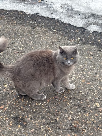 A medium-sized domestic cat with thick, long grey fur and bright yellow eyes is observed standing on a dark grey asphalt surface, embedded with multi-colored aggregate, in the city of Parizhskaya Kommuna, Russia. The cat is positioned in the lower center of the frame, facing directly towards the viewer with an alert expression, its ears erect. Its tail is visible and fluffy, extending towards the left. In the upper right portion of the scene, a mass of melting ice or compacted snow borders the asphalt. The ground exhibits dampness in various spots. No human subjects or other animals are present.