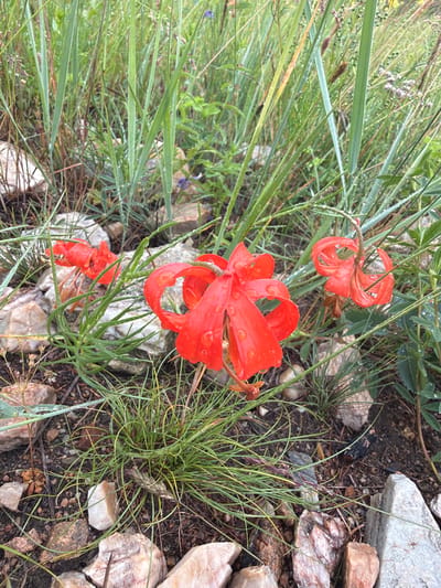 A close-up, ground-level view shows several bright red wildflowers with distinctive, recurved petals, scattered amongst rocks and tall green grasses. The flowers are adorned with small water droplets, suggesting recent rain or dew. The environment appears to be a natural, rocky landscape with abundant vegetation. The scene is devoid of any human presence or activity. This image was taken in the city of Kurma, Russia.