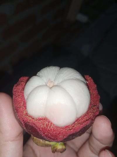 An individual's hand holds a cut mangosteen fruit in Cotseutui, Indonesia. The fruit is split open, revealing its white, segmented flesh, which is partially enclosed by its thick, dark red rind. The rind is textured with small, light-colored protrusions. The background is dark and out of focus, with hints of brickwork visible. The lighting suggests an indoor or evening setting.