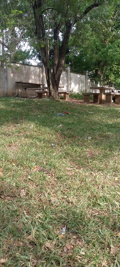 The image depicts an outdoor, grassy area situated in Tudor ward, Kenya, under daylight conditions. The foreground consists of irregularly mown green and brown grass interspersed with fallen leaves and scattered litter, including plastic wrappers of various colors (red, blue, white) and crumpled paper.
In the midground, a large, multi-trunked tree with dark, furrowed bark and green foliage stands prominently slightly left of center. To the left of this tree, adjacent to a perimeter wall, is a weathered wooden picnic table with attached benches. To the right of the central tree, two concrete picnic table sets with integrated benches are visible; one is fully exposed, while the other is partially obscured to its right.
The background is dominated by a light-colored, aged concrete perimeter wall, approximately 2.5 meters high, displaying signs of weathering and periodic vertical pilasters. Portions of the wall's top edge feature what appears to be barbed or razor wire. Beyond the wall, additional green foliage and trees are visible, indicating further vegetation. No individuals are present in the scene.
