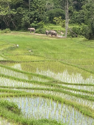 The image depicts a terraced rice paddy field in Ban Huai Takhrai, Thailand, bathed in natural daylight. Lush green vegetation dominates the scene, with dense trees forming a backdrop at the top of the frame and lining the upper edges of the paddy. The rice paddies themselves are meticulously carved into terraces, with each level reflecting the sky and surrounding greenery. The water in the paddies is shallow, with young rice stalks growing vertically.

In the middle ground, on a slightly elevated path between the paddies and the trees, three elephants are visible. One elephant, facing left, stands in the center. To its right, another elephant is partially visible, also facing left. A third, smaller elephant is positioned behind and to the left of the central elephant, facing left. A small white bird is also present in the mid-ground, near the elephants. The overall environment suggests a rural, natural setting within the region of Ban Huai Takhrai.