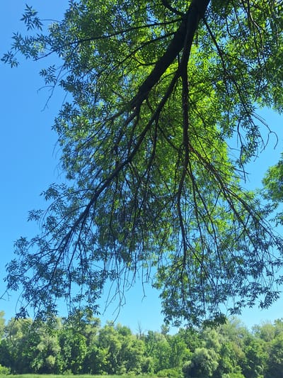 The image, taken in Potoky, Ukraine, depicts a view from beneath a large tree with abundant green foliage and dark branches extending towards a clear blue sky. The tree canopy dominates the upper portion of the frame, with the leaves appearing translucent in the sunlight. Below the tree, a dense line of various green trees forms a lush forest. In the foreground, a strip of bright green grass or reeds is visible, suggesting the presence of a body of water or a marshy area. The scene is natural and appears to be an outdoor, daytime setting with no people or human-made structures immediately apparent.