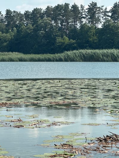 This media file depicts a serene natural landscape in Khlypnivka, Ukraine, likely during daylight given the clear illumination. The scene is divided into three distinct vertical bands. On the far left, a dense, lush forest of evergreen trees borders the water. Their dark green foliage creates a thick, imposing wall of nature. Adjacent to the forest is a calm body of water, appearing as a solid, light blue-grey rectangle, reflecting the sky. To the right of this water section, the surface is covered with a multitude of lily pads, their green surfaces dotted with scattered fallen branches and debris. The lily pads are closely packed, creating a textured, almost mosaic-like appearance on the water's surface. The water itself is calm, with gentle ripples visible, and the reflections of the sky and surrounding elements are subtly present. The overall impression is one of tranquility and natural beauty, characteristic of a lakeside or slow-moving river environment. There are no people or animals visible in the image, and no text is present.