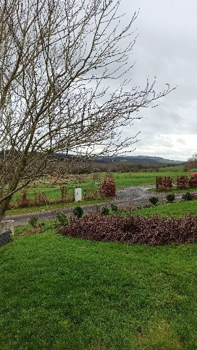 Florenville, Belgium: The image presents an outdoor landscape under an overcast, uniformly grey sky. In the immediate foreground, a manicured green lawn occupies the lower half of the frame. To the left, the bare, intricate branches of a leafless deciduous tree extend diagonally into the upper left quadrant. A dirt or gravel path curves through the midground, traversing from left to right towards the distant background. Along this path, multiple sections of trimmed hedges with reddish-brown foliage are arranged. A white, rectangular utility box stands upright to the left of the path. Beyond the path, expansive green fields stretch towards a distant tree line composed of predominantly bare deciduous trees. The horizon features undulating hills covered with dense forestation. No human figures or discernible activity are present within the scene.