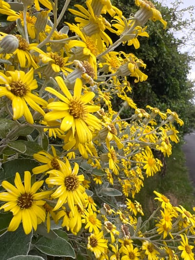 A close-up, ground-level, vertical shot captures a dense cluster of bright yellow daisy-like flowers with brown centers, framed by silvery-green foliage and stems. The flowers are in various stages of bloom, with some fully open and others in bud. In the background, a dark green, lush hedge line borders a paved surface, likely a road or pathway, indicating an outdoor setting possibly within a garden or along a roadside in Mountcharles, Ireland. The lighting suggests an overcast day, as there are no harsh shadows. The focus is sharp on the flowers in the foreground, with the background elements softly blurred.