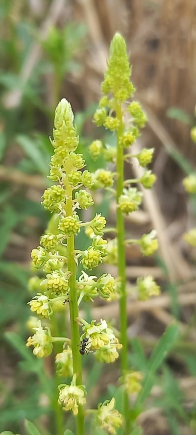 The image is a close-up shot of two green, spike-like flowers with small, clustered blossoms. The flowers are the primary subjects, with the one on the left being more in focus than the one on the right, which is slightly blurred and further in the background. The blossoms on the left flower are a light yellow-green and appear to be in various stages of development, with some tightly clustered and others more open. Two ants are visible on the stem of the left flower; one is on a blossom cluster midway up the stem, and the other is further down on a lower blossom cluster. The background is softly blurred, showing hints of green foliage and dry, brown grass or stalks, suggesting an outdoor, natural environment. The lighting appears to be natural daylight, with soft illumination. The setting is an outdoor environment, likely a field or meadow, and specifically located in Zolota Poliana, Ukraine.