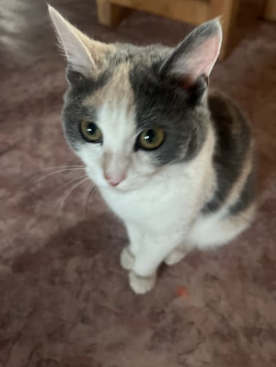 A calico cat is sitting on a reddish-brown textured floor. The cat has patches of white, gray, and light orange fur. Its eyes are green and it is looking slightly upwards and to the left. The cat's ears are pointed and alert. The background is out of focus and appears to be indoors, possibly in a room with wooden furniture visible. There are no people present in the image. The scene is static. The location in the city of Khorobut, Russia, is not determinable from the image content.