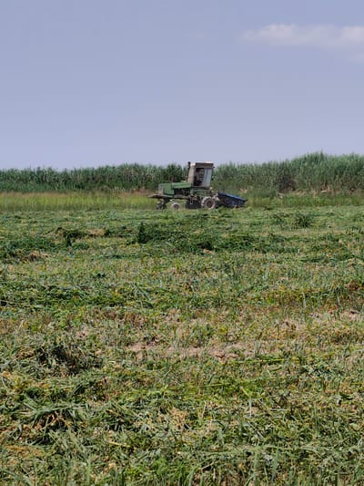 A green tractor with a blue hopper is harvesting in a field of cut grass. The tractor is positioned in the middle of the frame, slightly to the left, with the hopper attached to the rear. The field in the foreground is covered in a thick layer of freshly cut green vegetation. In the background, a line of tall green plants, possibly reeds or sugarcane, borders the field. The sky above is a pale blue with a few wispy clouds. The overall scene depicts agricultural activity in a rural setting, likely in or around Sakaldy, Kyrgyzstan.