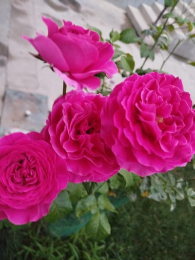 The image features a close-up view of several vibrant pink roses in bloom, set against a backdrop of greenery and a textured wall. The roses are the primary subjects, with their intricate petal formations and rich color dominating the frame.
One rose, positioned in the foreground to the left, is fully open, showcasing its layered petals. To its right and slightly behind, another rose is captured in a similar state of full bloom, its petals tightly curled and creating a sense of depth. A third rose is visible at the top of the frame, appearing slightly less defined and perhaps in an earlier stage of bloom or partially obscured. The leaves of the rose bush are a lush green, providing a natural contrast to the striking pink of the flowers.
The background is composed of two distinct elements. To the left and upper part of the image, a textured, possibly stone or concrete, wall is visible. Its rough surface and muted tones suggest an outdoor setting, possibly a garden wall or building exterior. The lower and right portions of the background are filled with blurred greenery, hinting at more foliage or grass, further reinforcing the garden environment.
There are no people or animals present in the image. The activity taking place is the natural blooming of roses, a passive and serene scene.
Notable details include the time of day, which appears to be either early morning or late afternoon, given the soft lighting and the absence of harsh shadows. The weather seems pleasant, conducive to flowers blooming. The location context provided specifies TurkVO, Uzbekistan, which adds a geographical layer to the scene, suggesting an arid or semi-arid region where such flowers might be cultivated. There is no visible text in the image. The overall emotion conveyed is one of natural beauty and tranquility.
