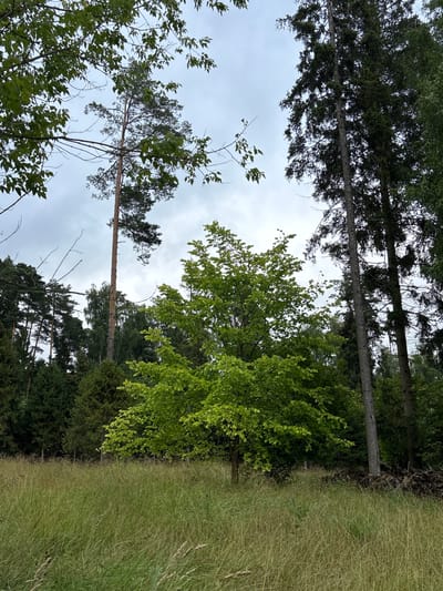The image depicts a view of a natural landscape near Pavlovskaya Sloboda, Russia. In the foreground, tall, dry grass dominates the scene. Behind the grass, a cluster of trees forms a natural boundary. The middle ground features a small, bright green deciduous tree, standing out against the darker foliage of the surrounding forest. The background is comprised of a dense forest with various types of trees, including tall, slender pines and darker, broader conifers. The sky above is overcast with clouds. No people or specific man-made structures are visible. The scene conveys a sense of natural wilderness.