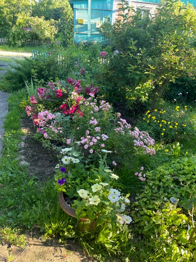 This is an outdoor, eye-level, daylight photograph of a garden in Izborsk, Russia. The garden is lush and overgrown, with a variety of flowers and greenery. In the foreground, a terracotta pot contains several white petunias and a single purple petunia. To the left of the pot, grass and small stones line a concrete path. Behind the pot, an abundance of pink and red roses are in bloom, interspersed with other green foliage. In the mid-ground, yellow flowers, possibly evening primrose, are visible. Further back, a large green bush dominates the right side of the frame. The background features a turquoise wooden building with white trim, a small window, and a brick section. A light-colored wooden fence and more greenery are visible to the left of the building. The overall impression is a vibrant, sun-drenched garden scene.