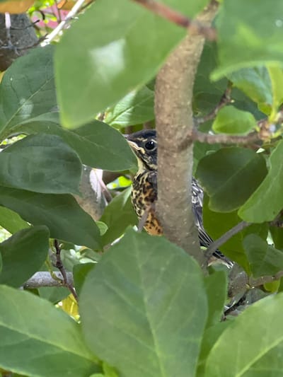 A young bird, likely a robin, is nestled among the green leaves of a tree. The bird is peeking out from behind a thick branch that runs horizontally across the foreground. Its head is turned towards the viewer, with dark, curious eyes visible. The bird's plumage is a mix of speckled brown and black on its back and wings, with a hint of warm orange on its chest. Its tail feathers are visible, showing a striped pattern of black and white.
The leaves of the tree are lush and vibrant green, suggesting it is daytime during a period of good weather. Sunlight filters through the foliage, creating dappled light and shadows on the bird and branches. The background is a blur of more green leaves and branches, with hints of possibly a fence or structure in the lower left corner. The overall impression is one of a candid, close-up shot of a bird in its natural habitat, undisturbed and observing its surroundings. There is no visible text in the image.