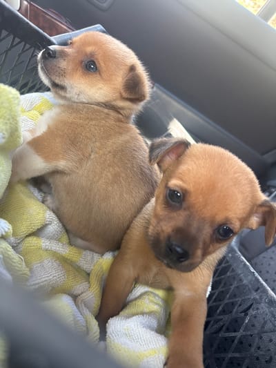 The image displays two light brown-furred puppies situated inside a black, plastic-gridded carrier, which is positioned within the interior of a vehicle. A yellow and white patterned towel or blanket lines the bottom of the carrier, serving as bedding for the animals. One puppy, visible from its right side and back, faces upwards and left, looking out of frame. Its fur is short and uniform in color. The second puppy is in the foreground, facing directly towards the viewer with its head slightly tilted and front paws visible. Its fur is similarly short and light brown, with slightly darker brown markings around its snout and ears. The background of the image reveals dark gray and black surfaces consistent with a vehicle's interior, including what appears to be a headliner and a window line. Natural light illuminates the scene, suggesting an outdoor or partially enclosed environment. The visual evidence does not provide information regarding a specific geographic location such as Panicheri, Bulgaria.