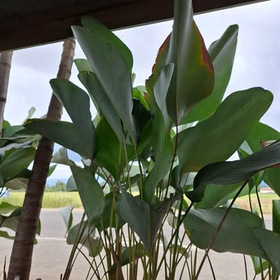 A close-up shot captures the vibrant green leaves of a plant, likely indoors or in a covered outdoor space given the presence of a dark brown wooden structure on the left edge. The leaves are large and elongated, with visible parallel veins running the length of each leaf, suggesting they belong to a tropical plant species. Some leaves show a reddish-brown discoloration along their edges, possibly indicating slight browning or variegation. The plant's stems are thin and dark, branching out amongst the leaves.
In the background, a bright, overcast sky is visible, suggesting daytime with possibly cloudy weather. Beyond the sky, a blurred scene shows a road and a grassy embankment, hinting at an outdoor location adjacent to a pathway. The orientation of the image is vertical, with the leaves predominantly filling the frame. The overall impression is one of lush, natural greenery set against a muted, outdoor backdrop. No people or specific activities are depicted. The scene appears to be still and natural.