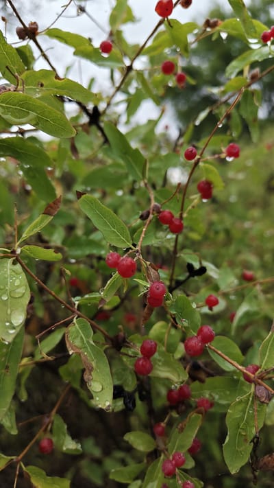 A close-up, vertical shot captures a branch of a bush laden with small, bright red berries, each glistening with water droplets. The leaves are a vibrant green, also dotted with raindrops, suggesting a recent shower. Some leaves show signs of browning at the edges, indicative of autumn. The background is softly blurred, with hints of more greenery and a grey, overcast sky. The focus is sharp on the berries and leaves in the foreground. This scene is observed in the city of Balpyk Bi, Kazakhstan.