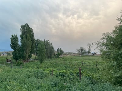 The image depicts a rural landscape, likely in Kara-Oi, Kyrgyzstan, viewed from a low angle looking upwards. The scene is dominated by lush green foliage, with dense trees and bushes forming a natural barrier in the foreground and midground. A wire mesh fence with wooden posts runs horizontally through the scene, suggesting a boundary or enclosure.
In the background, several buildings are visible, including what appears to be a simple house with a light-colored roof and a smaller, rustic wooden shed or outbuilding. A few scattered trees stand between the fence and the buildings, breaking up the otherwise uniform green. The sky occupies the upper portion of the image and is filled with soft, diffused clouds, indicating it is either early morning or late evening. The light is muted and atmospheric, creating a gentle, tranquil mood. The reflection of the trees and buildings in what appears to be a still body of water is visible, adding a sense of depth and serenity to the composition. No people are visible in the frame, and there is no discernible text.