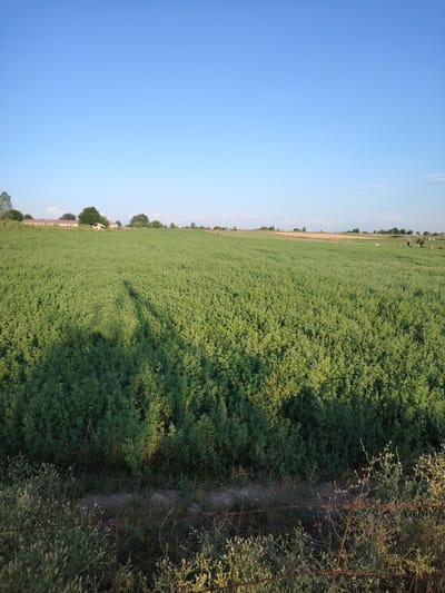 This media file depicts a vast, green field under a clear blue sky. The field appears to be agricultural, possibly planted with a crop like alfalfa, due to its dense and uniform growth. In the distance, there are some buildings that look like farm structures, and a line of trees separates the fields from the horizon. The time of day appears to be late afternoon or early evening, as evidenced by the long shadows cast across the field, one of which suggests the presence of a person holding a camera or phone. The weather is fair and sunny. The location is identified as Қапланбек ауылдық округі, Kazakhstan. There is no visible text in the image.
