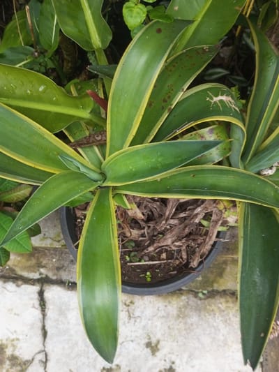 The image displays a single variegated plant, likely a Sansevieria or Agave species, contained within a round, black plastic pot, viewed from a high-angle perspective. The plant consists of numerous stiff, elongated, strap-like leaves with prominent green centers and distinct yellow margins. Several leaves show small, irregular dark brown spots and translucent water droplets. One leaf in the upper right quadrant exhibits light-colored, etched or scarred markings on its surface. A small, dark red shoot or stem is partially visible near the plant's center. The black pot contains dark soil partially covered by dry, brown organic matter, possibly dead leaves, and a few small green sprouts. The pot rests on a light grey concrete or paved surface, characterized by visible grout lines and minor texture variations. The background consists of out-of-focus green foliage from other plants. The specific location, identified as the city of Pandaria, India, cannot be visually confirmed through the content of the image.