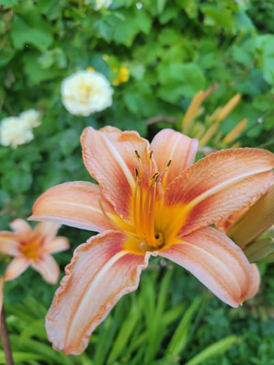 A close-up, eye-level, vertical outdoor shot focuses on a vibrant orange and yellow lily flower in the foreground. The lily is in bloom, with its petals unfurled and its stamens visible at its center. To the left and slightly behind the main lily, another, out-of-focus orange lily is visible. In the blurred background, there are hints of green foliage and two white roses. The overall environment suggests a garden setting. The image was captured in Pokrovskoye, Russia. There are no people or discernible actions taking place in the scene.