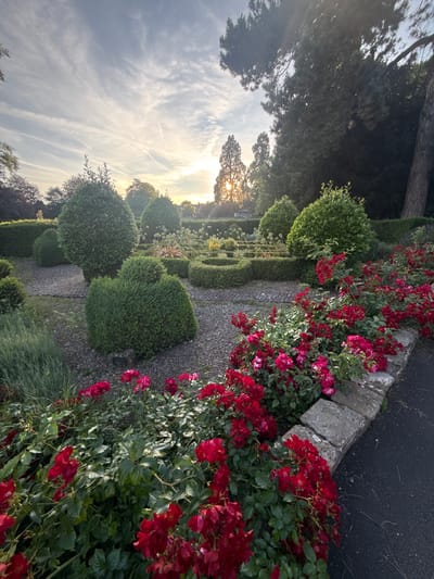 An eye-level, full outdoor shot captures a manicured garden bathed in the soft glow of the setting sun. The sky above is a canvas of pale blue, streaked with wispy white clouds that catch the light. The sun, partially obscured by trees, casts a warm, golden hue across the scene.

In the foreground, vibrant red roses bloom profusely, spilling over a low, grey stone wall that borders a dark asphalt path. The roses are densely packed, their petals a rich crimson, interspersed with deep green foliage. Behind the roses, a gravel pathway winds through the garden.

The mid-ground features meticulously shaped evergreen shrubs, some rounded and others conical, arranged in a formal garden design. These are interspersed with low, clipped hedges forming geometric patterns. Beyond these, more mature trees rise, their dark green leaves creating a dense canopy. In the distance, the soft silhouettes of buildings and more trees can be seen under the fading light.

The overall impression is one of tranquility and cultivated beauty, typical of a well-maintained garden in a suburban or park setting. The location is identified as Leominster, United Kingdom. There are no people or animals visible in the image. The focus is entirely on the natural and designed landscape.