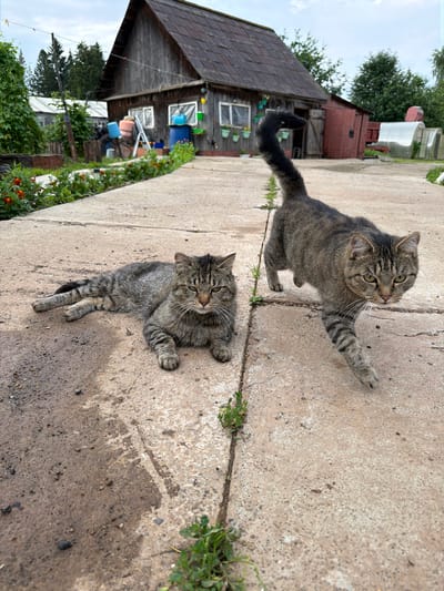 A domestic tabby cat with grey and black fur is lying on a cracked concrete path in front of a rustic wooden building in Чайковская, Russia. The cat is facing the camera with its head slightly turned, and its paws are tucked underneath its body. Another tabby cat is walking on the path to the right of the first cat, its body angled towards the camera and its tail held upright. The building behind the cats is weathered and appears to be a barn or shed, with a dark metal roof and wooden walls. There are some green bushes and trees in the background, as well as a greenhouse to the right of the building. The sky is overcast.