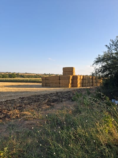 This is a vertically oriented photograph taken outdoors in Goran, Bulgaria. The scene depicts a field with several stacked rectangular hay bales in the middle ground. The bales are golden brown and appear to be recently harvested. To the right of the bales, there is a patch of tall, dry grass and some green vegetation with small white flowers. A line of trees and fields stretches into the distance, creating a layered landscape. The sky above is clear and blue, suggesting a sunny day. The lighting indicates it is late afternoon or early evening, with the sun casting long shadows across the field. The overall impression is one of a rural, agricultural setting bathed in warm, natural light. There is no visible text in the image.