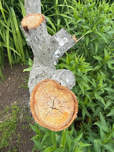 The image shows a close-up of a cut tree trunk, with several distinct circular cross-sections visible. The largest cross-section, at the bottom of the image, displays prominent growth rings and cracks, with an orange-brown hue. The bark of the trunk is rough and grey, with some patches of white. The tree is situated outdoors, with lush green foliage surrounding it. The ground beneath the tree appears to be covered in soil and small, green plants. The overall impression is that of a natural, outdoor environment, possibly a garden or park. The location of Чуй-Атасево, Russia is not discernable from the image itself.